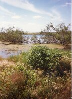 1987 Craig Murguia Pond