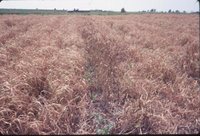 Dan McAllister no-till