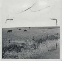 Cattle grazing on Delmont Moffitt's farm.