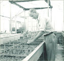 Man inspecting plants inside a greenhouse, The University of Iowa, 1950s