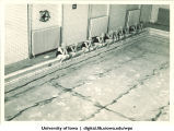 Playday game of King Pigeon, The University of Iowa, 1934