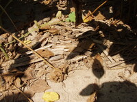 2007 Woodchip residue in fields