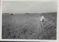 Unidentified man in hat with hands on hip looking at pasture