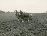 Draft horses and hay mower, 1930