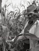 Smiling man in corn