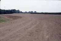 Graded dirt road near corn field