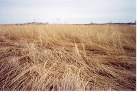 2001  Before wetland Project on Charles Poisel Property