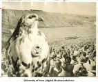 Herky at Homecoming, TheUniversity of Iowa, November 3, 1956