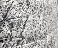 No-till fields of corn