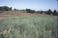 Green pasture