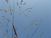 2007 Praying mantis on switchgrass