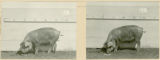 Experiment 315, representative pig #14B, 1929