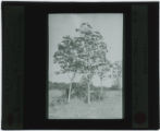 Ebenaceae (Persimmon) trees near Austin, Texas