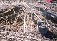 2002 Planting trees at Brockway LLLP 