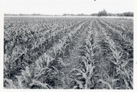 No-till fields of corn