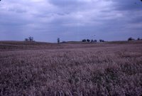 Larry Braby's Farm Before and After a Wetland Construction Project.