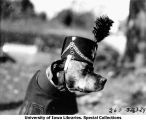 ROTC canine mascot, Rex, wearing uniform, The University of Iowa, 1929