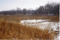 1998  Wetlands Preserved on Wilma Groe's property