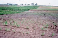 1986 Water in Fields