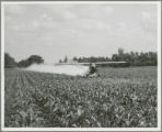 Dusting corn