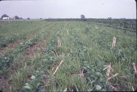 Dick Gholson no-till