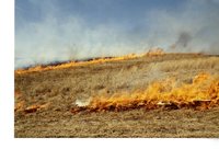 Koster Switchgrass Burn