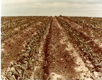 No Till Cornfield
