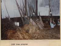 Tree Program - 1989.