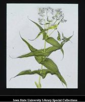 Title Page; Boneset 