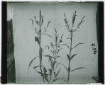 Plant specimen