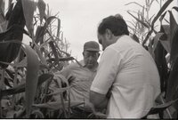 Two unidentified men stand in corn field