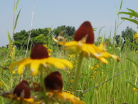 2007 Jack Strawhacker photos of coneflowers