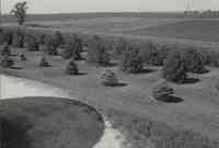 Pine Trees on the property of Fritz Dirksen in Plymouth County, Iowa
