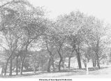 Crab apple trees on campus, The University of Iowa, 1900s