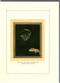 1913 Yearbook
