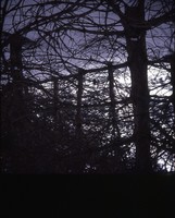 Hog farm windbreak.