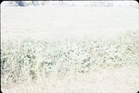 Slide Collection Of Agricultural Land And Cattle 