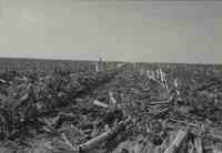 Corn stalks from harvested field