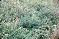 Lespedeza plant in the DeSoto Bend.
