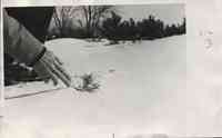 Man with mustache examines small pine tree in the snow