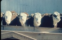 Cattle at a feed bunk.