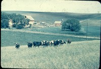 Cattle grazing in a pasture.