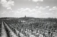 Man stands in grassy field