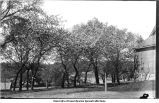 Crab apple trees in bloom, Iowa City, Iowa, 1900s