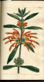 Lion's-tail Phlomis, Lion's Ear