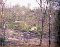 Unidentified Area with Trees