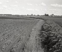 Bean Field with Grass and Shrubs