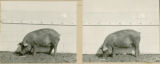 Experiment 315, representative pig #9B, 1929