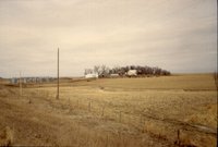 Cattle farm 