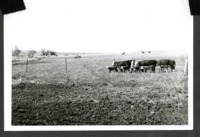 Ed Admar in a Field with Cattle 